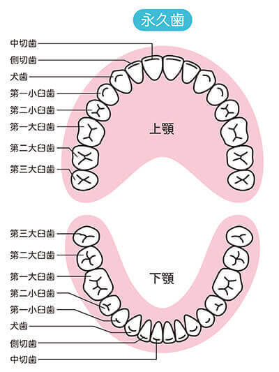 永久歯