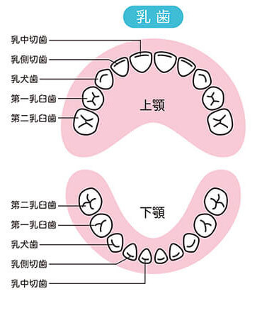 乳歯